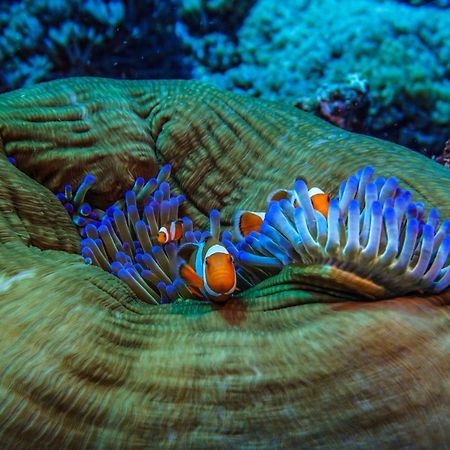Divine Divers Gili Meno Luaran gambar
