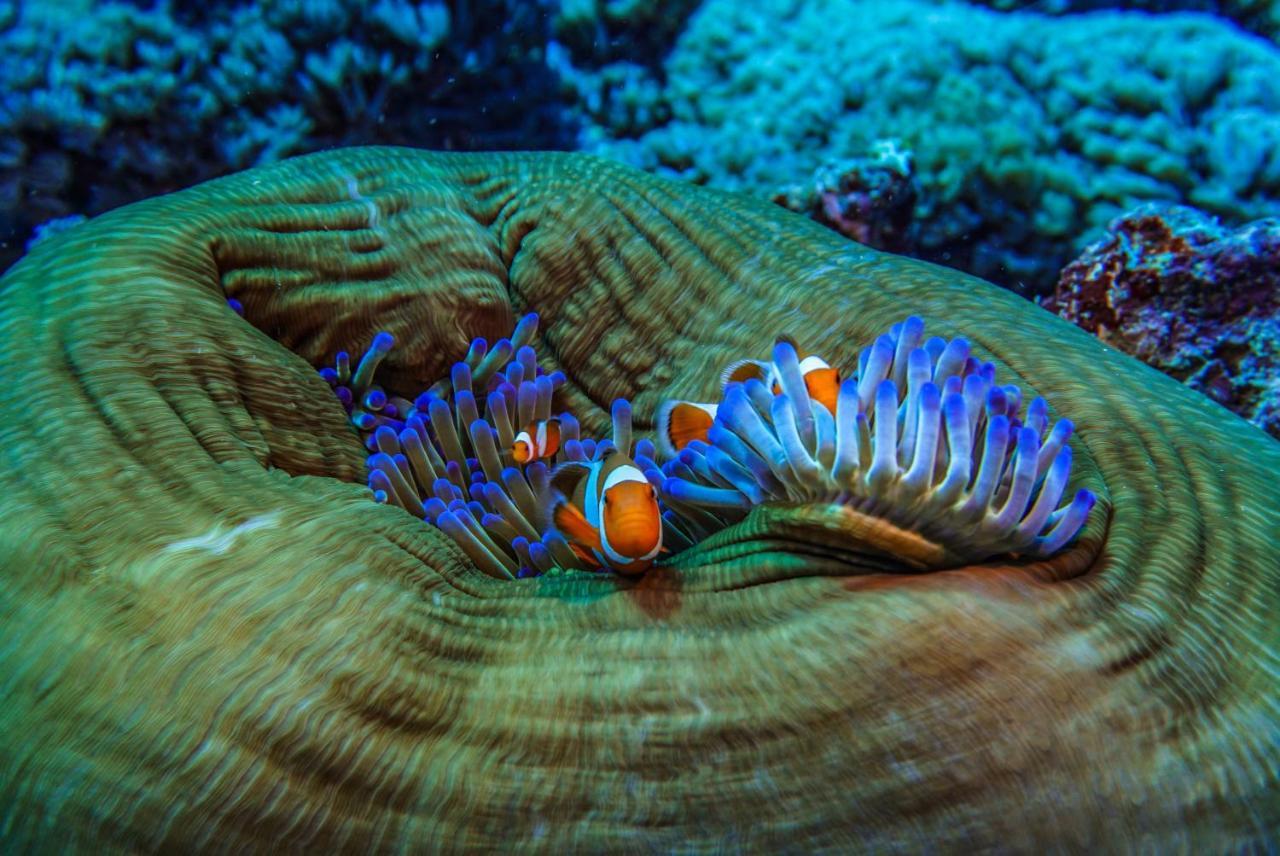 Divine Divers Gili Meno Luaran gambar