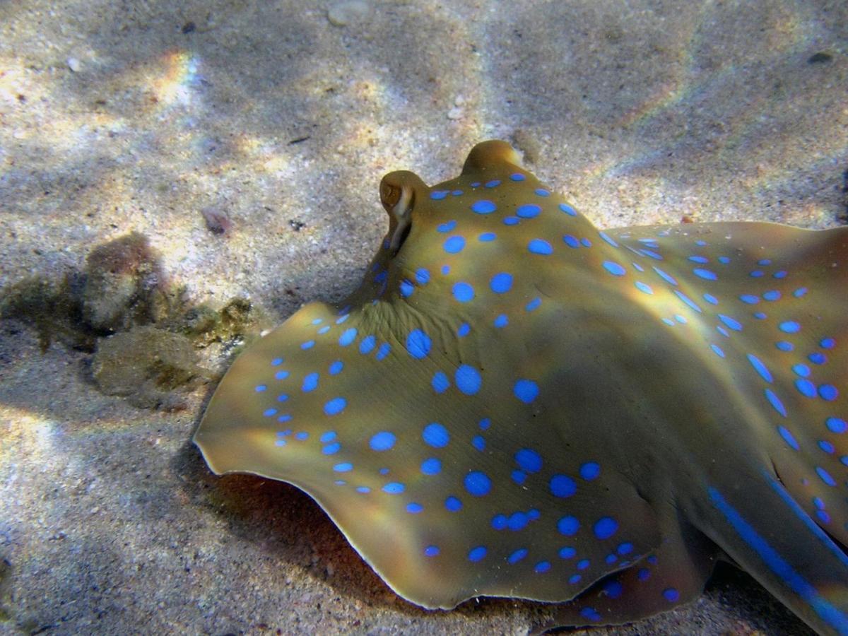 Divine Divers Gili Meno Luaran gambar
