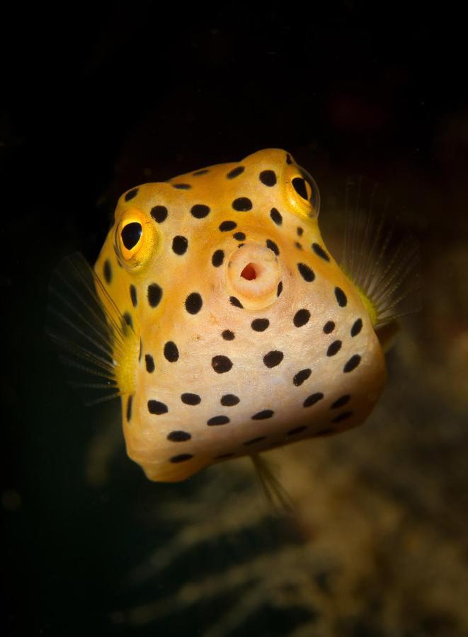 Divine Divers Gili Meno Luaran gambar