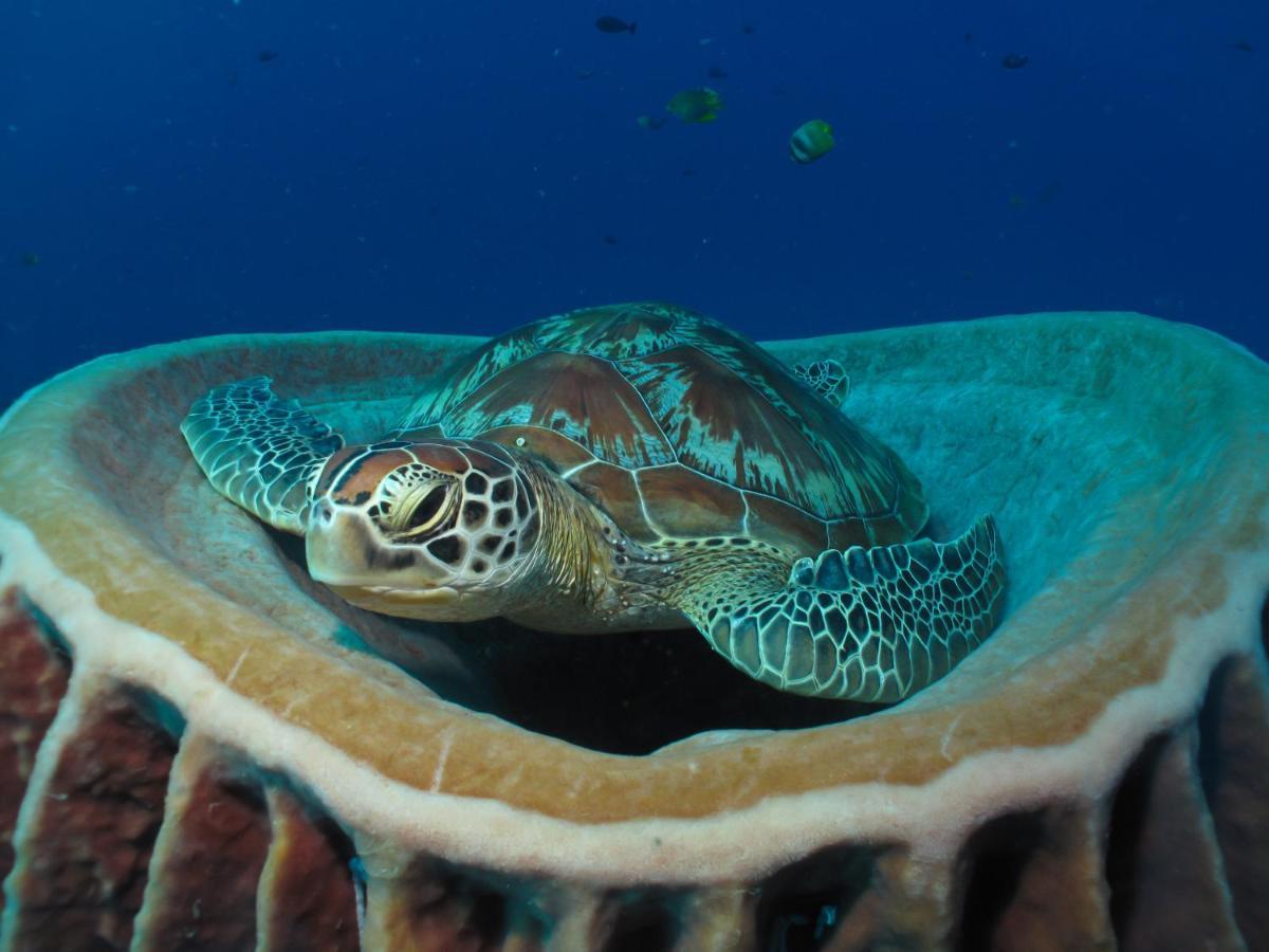 Divine Divers Gili Meno Luaran gambar